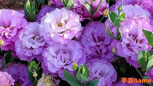 7色花